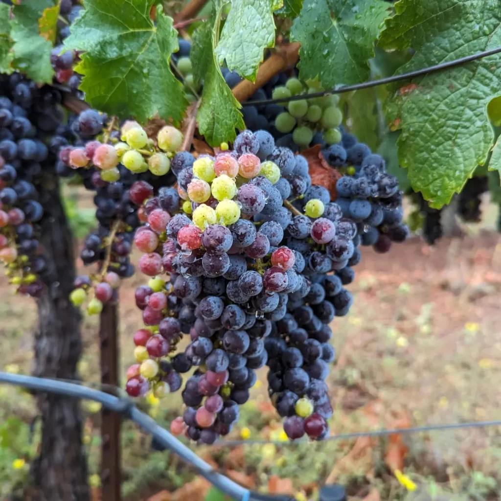 Estate grapes at veraison — clusters mid-ripening from green to deep purple