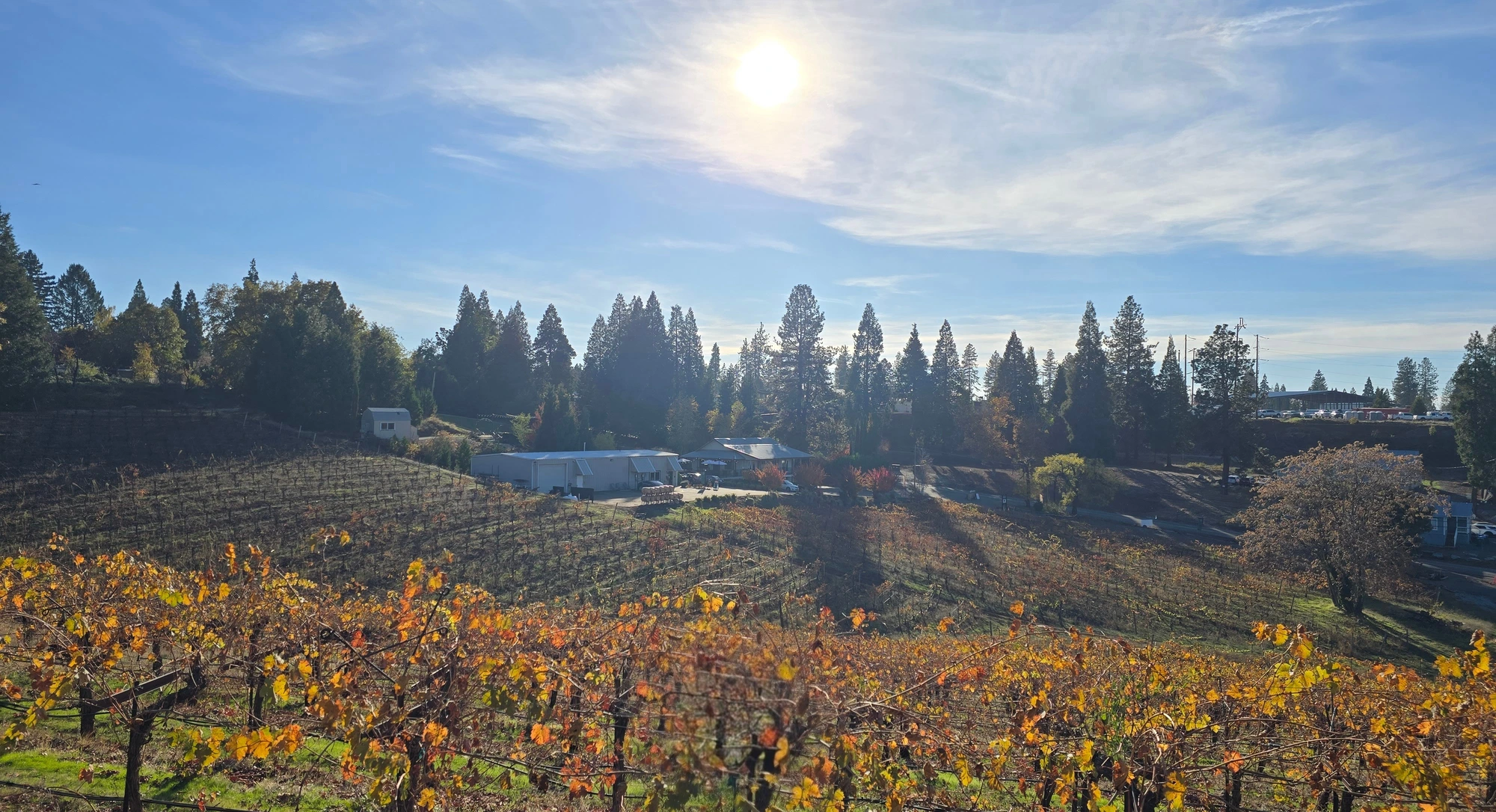 Biama Vineyard in fall, rows of vines turned gold and orange under a bright October sky at Morton Family Cellars in Apple Hill, Camino