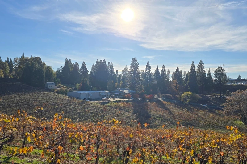 Biama Vineyard in fall, rows of vines turned gold and orange at Morton Family Cellars in Apple Hill